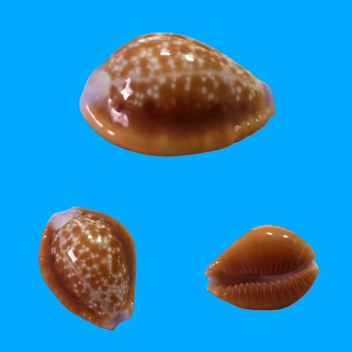 Cypraea helvola callista
