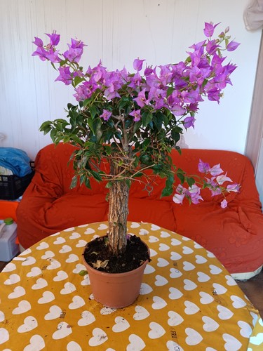 Bouganvillea bonsai vaso - bonsai,