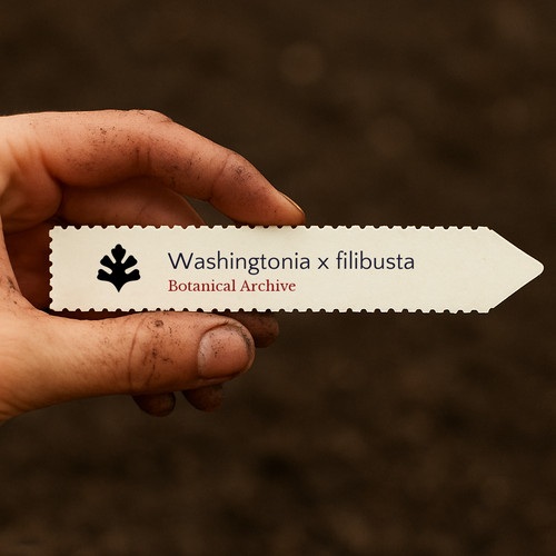 Washingtonia filibusta seeds - washingtonia,