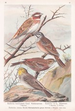 Zippammer Ammer Sperling