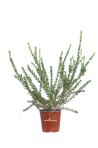 Pianta melaleuca acuminata - melaleuca,