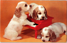 Tre Offbeats Cocker Spaniel