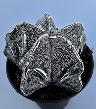 Astrophytum Myriostigma Kikko