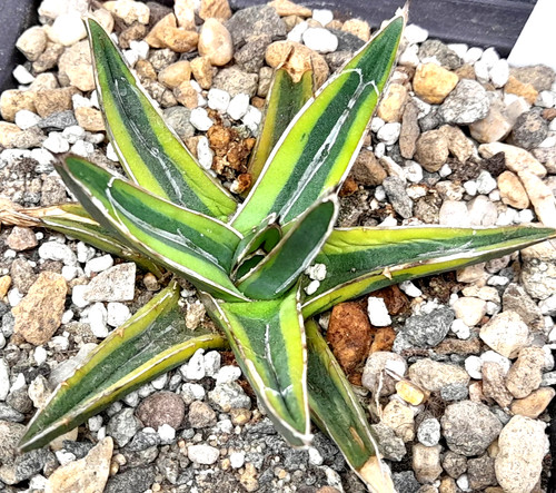 Agave victoriae regiae - agave, victoriae-regiae