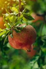 Melograno frutto Punica granatum Dente di Cavallo 6 piante vaso ø19 h.180/200 cm