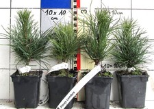 Pinus cembra, vero pino cembro