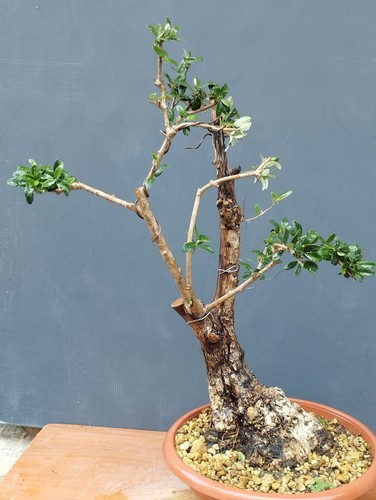 Bonsai olivastro 56x20cm in - bonsai,