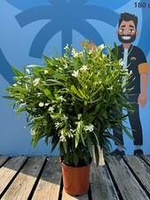 Oleandro - colore bianco -