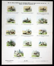 1890 Cane Caccia Cane da