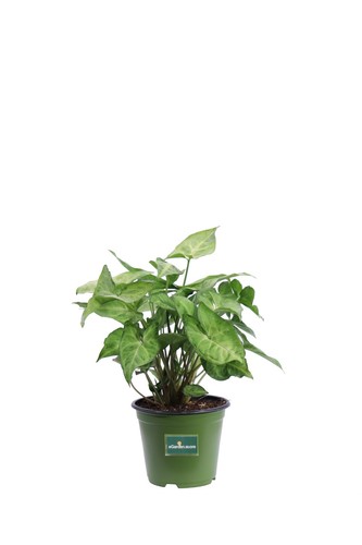 Pianta vera syngonium - vera, di