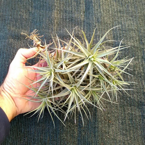 Tillandsia bergeri pianta - tillandsia,