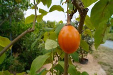 Tamarillo Pomodoro Albero