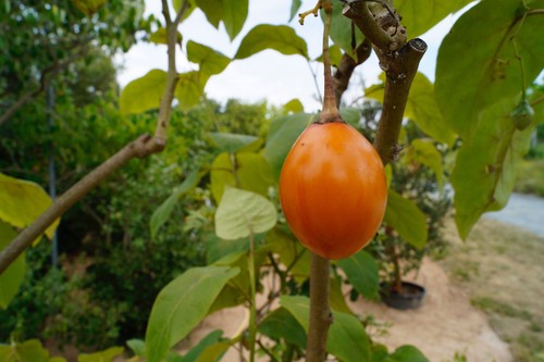 Tamarillo pomodoro albero - pomodoro,