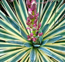 Yucca gloriosa VARIEGATA - Giglio Pugnale Spagnolo Colorato
