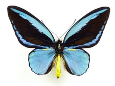 Ornithoptera aesacus maschio