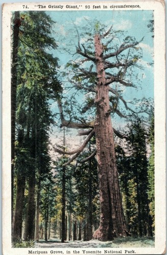 Grizzly gigante foot albero - 93-foot,