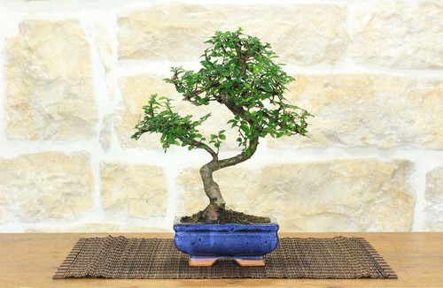 Bonsai olmo cinese - olmo,