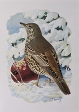 Stampa Di Uccelli TUNNICLIFFE