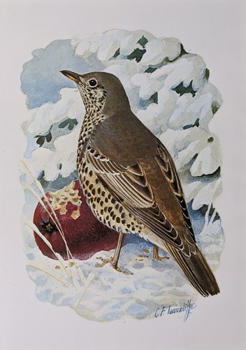 Stampa uccelli tunnicliffe - stampa, di