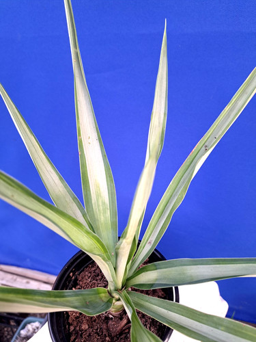 Yucca gigantea silver - yucca,
