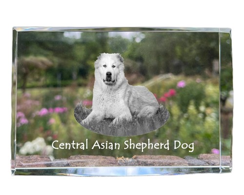 Cane pastore dell asia - da, dell'asia