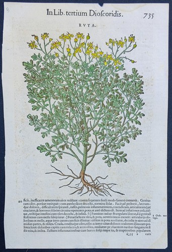Stampa antica 1565 pietro