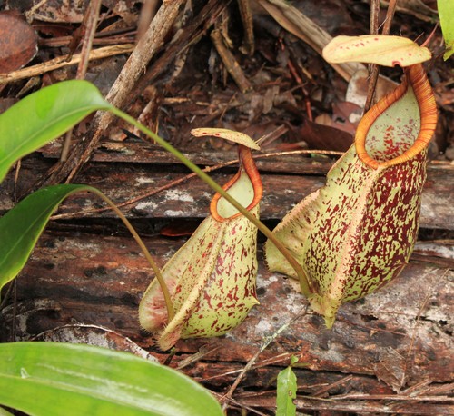 Nepenthes rafflesiana pianta - rafflesiana,