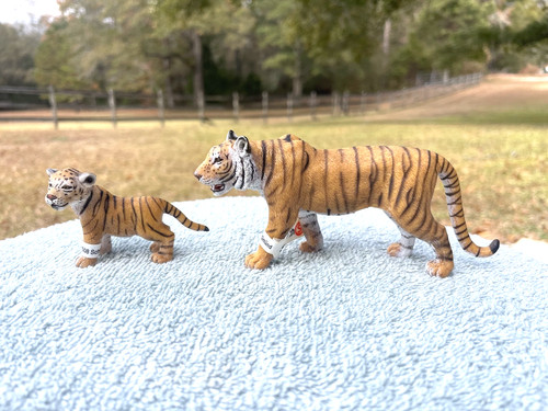Tigre arancione cub di - tigre,