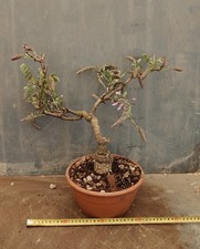 17 ANNI.ANTICO Bonsai Glicine