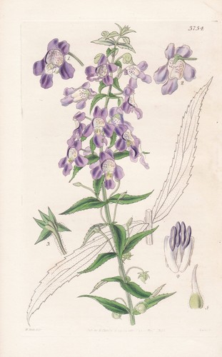 Angelonia gardneri brasil - angelonia,
