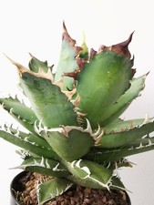 Agave Titanota, eccezionale