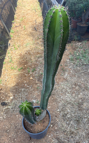 Myrtillocactus schenckii - schenckii,