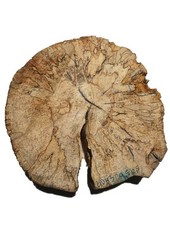 Tronco in legno di faggio