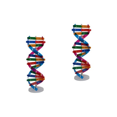 Count modello dna umano - modello,