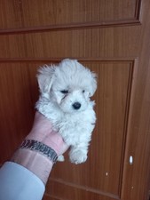 cuccioli di cane Maltipoo