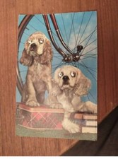 Cane #FG49224 Cartolina A