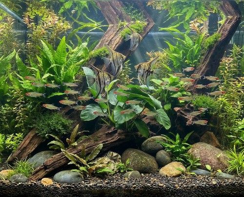 Anubias barteri var barteri