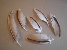 8 piume di pavone colorate