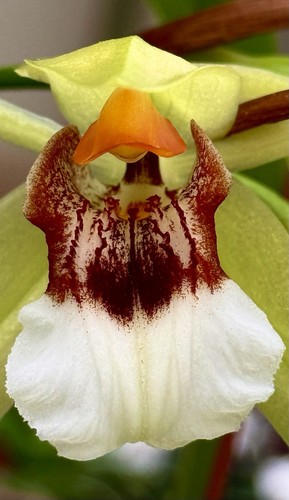 Coelogyne marmorata ibrido