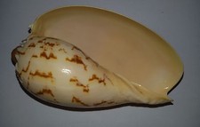 Conchiglia Shell MELO BRODERIPII  mm 118,5  Filippine