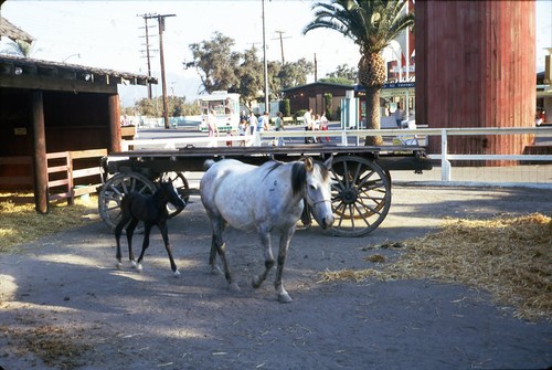 Sl38 slide 1973 - slide, los