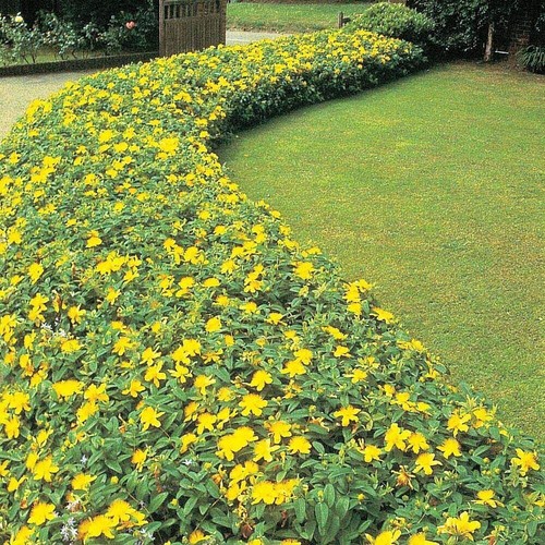 Pianta hypericum calycinum - pianta,