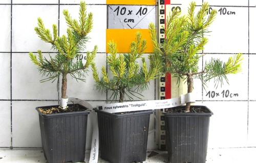 Pinus sylvestris trollguld - pinus,