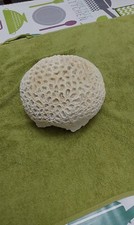 Corallo Bianco Fossile (Cervello)