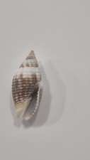 MITRA LUGUBRIS  BARGAIN  SHELL
