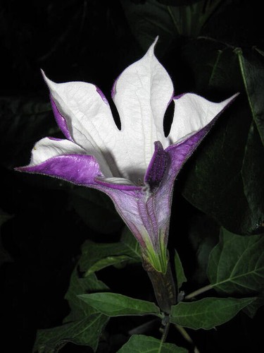 Datura metel purple - datura, /