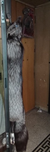 Volpe argentata intera - argentata, vintage