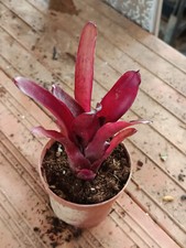 Neoregelia Amazon 1 planta