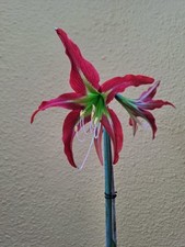 Hippeastrum PMn2 X YMn2 - 10