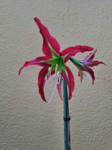 Hippeastrum pmn2 ymn2 10 - x,